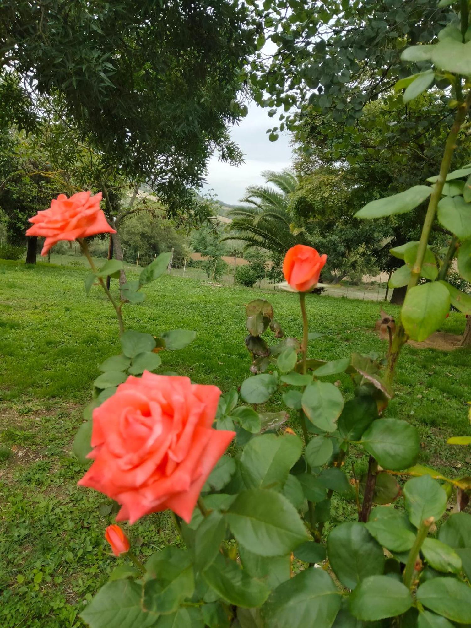 Agriturismo Da Remo Magliano in Toscana Luaran gambar