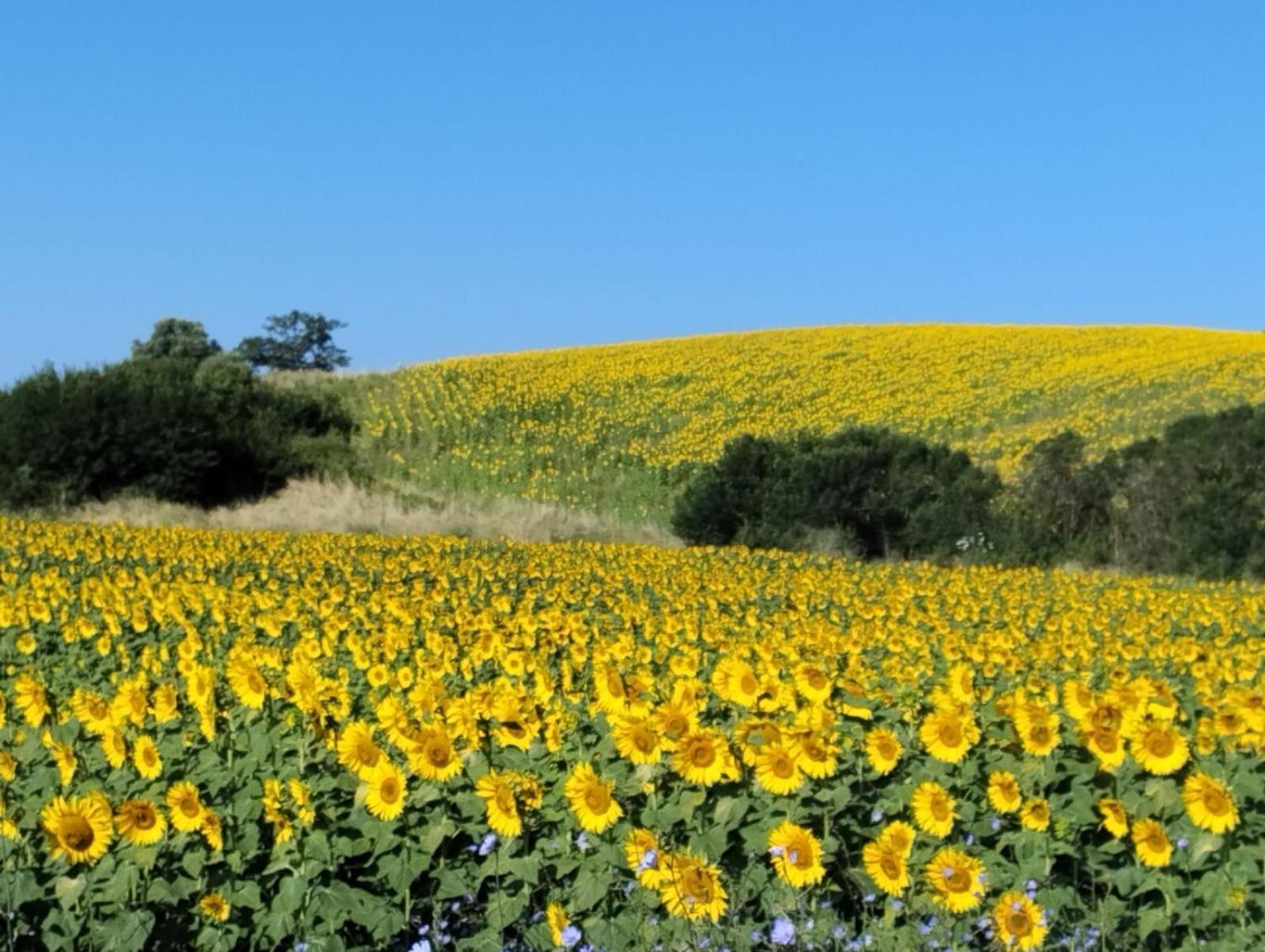 Agriturismo Da Remo Magliano in Toscana Luaran gambar